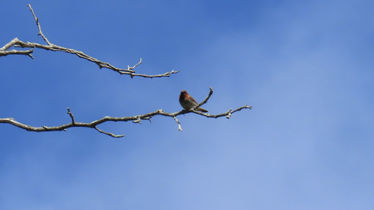 Munia pettosquamato - ML641725429