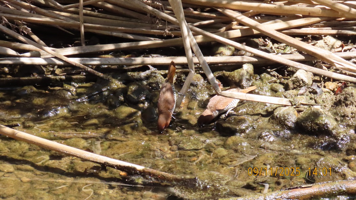 Munia pettosquamato - ML641725431
