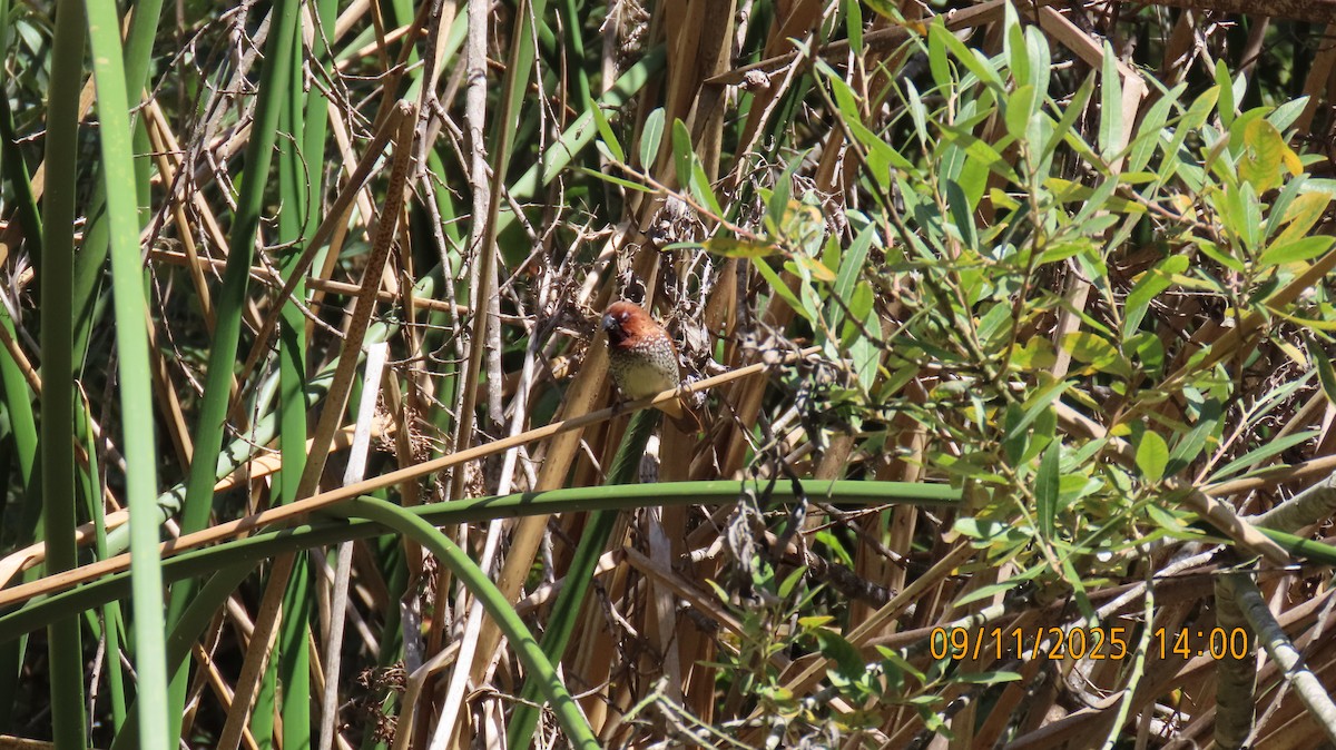 Munia pettosquamato - ML641725432