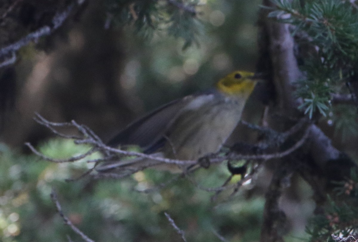Townsend's x Hermit Warbler (hybrid) - ML641725486