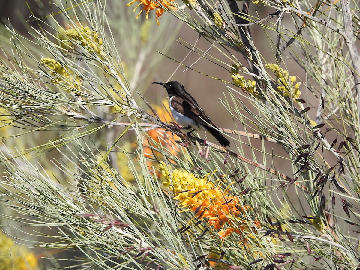 Black Honeyeater - ML641725556