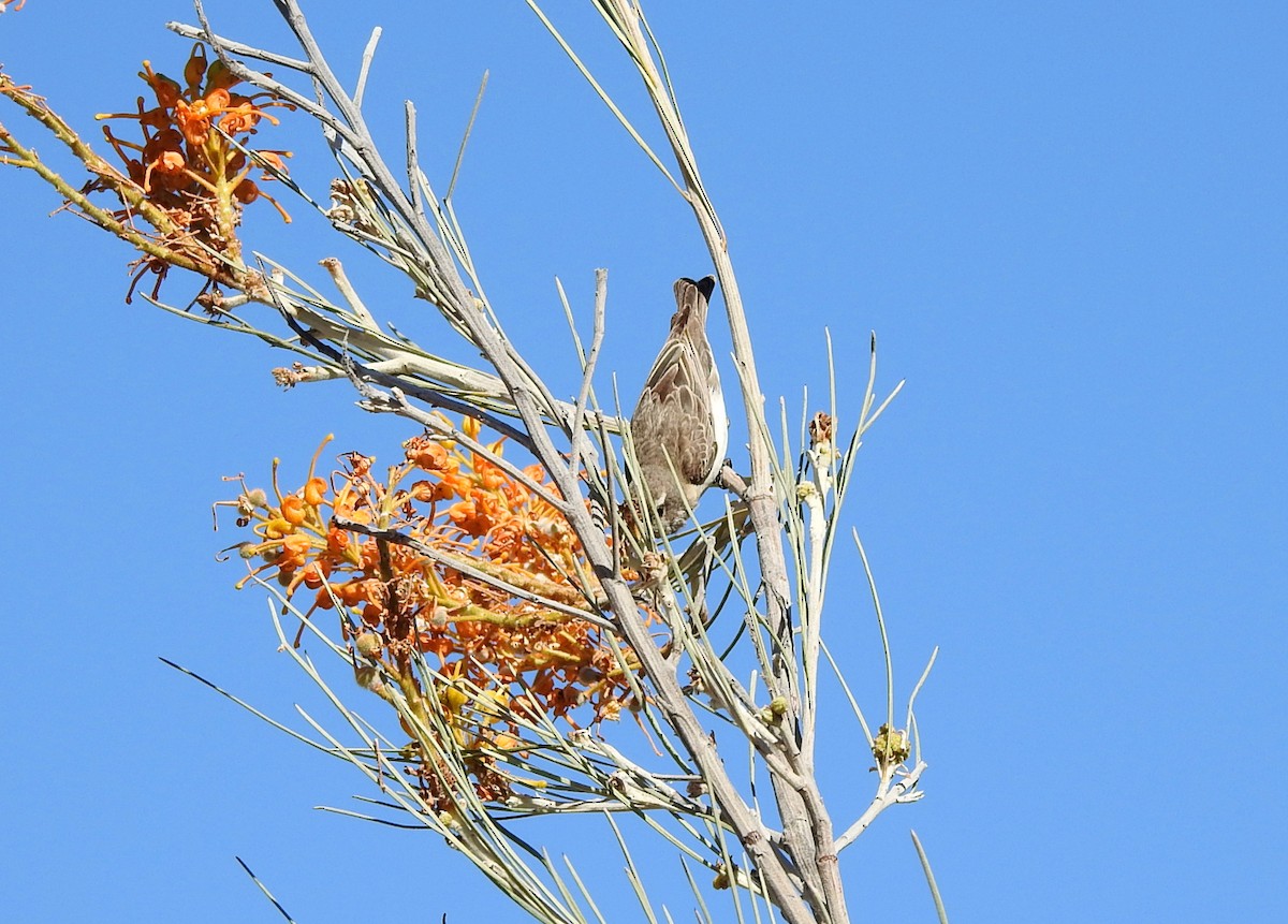 Black Honeyeater - ML641725557