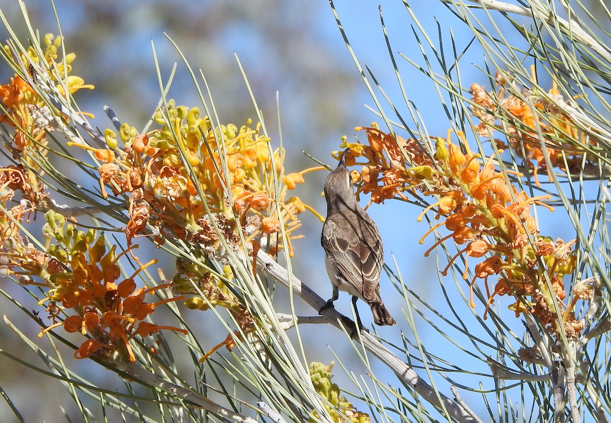 Black Honeyeater - ML641725558