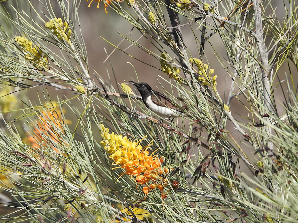 Black Honeyeater - ML641725559