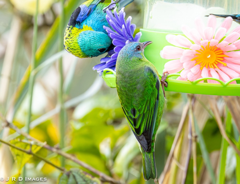 Green Honeycreeper - ML641725568