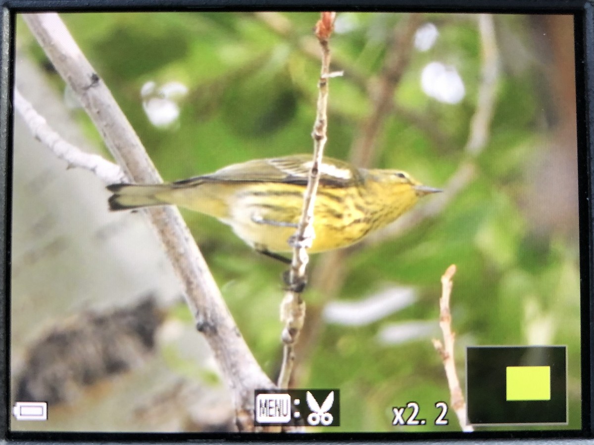 Cape May Warbler - ML641725574