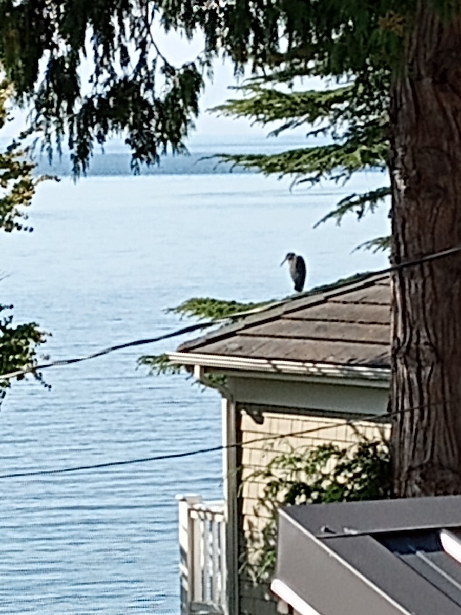 Great Blue Heron - ML641725625