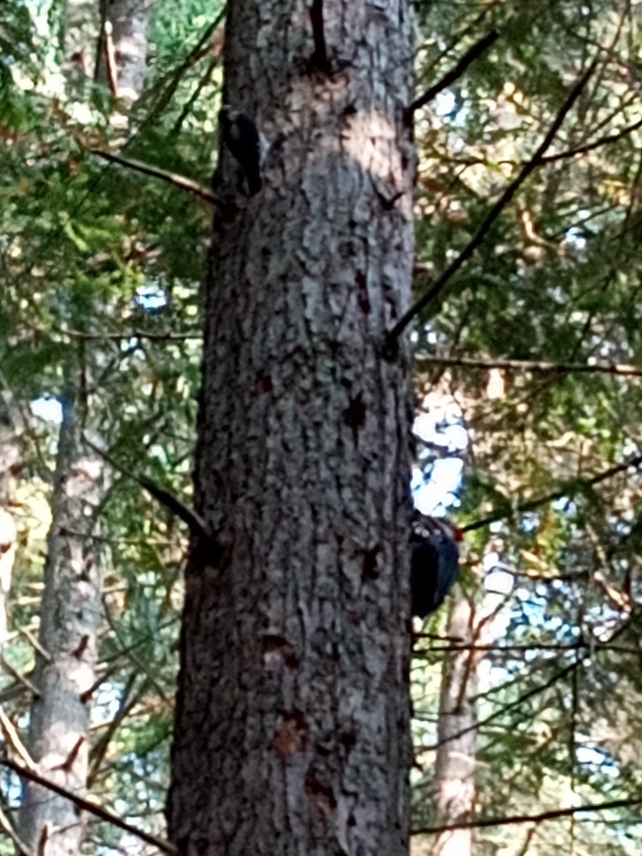 Pileated Woodpecker - ML641725643