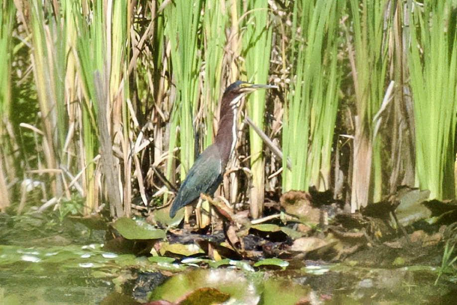 Green Heron - ML641725645