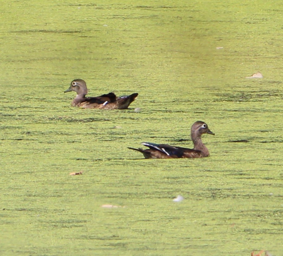 Canard branchu - ML641725669