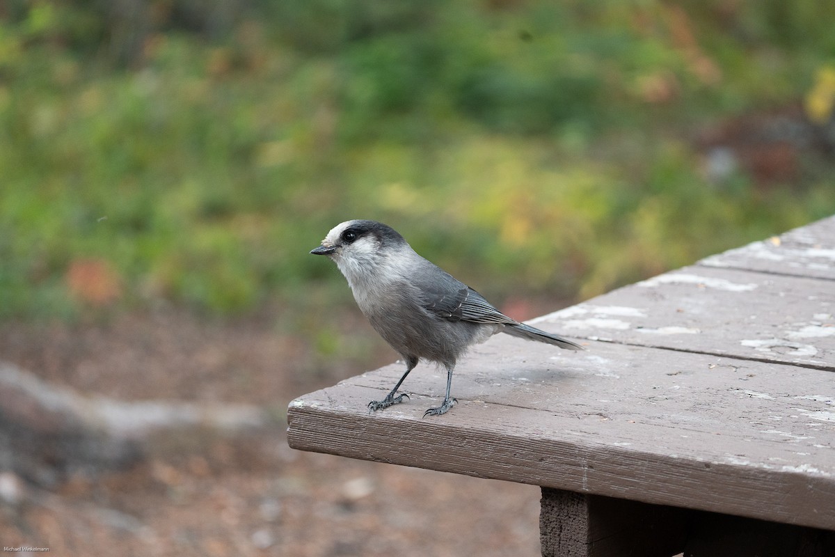 Canada Jay - ML641725756