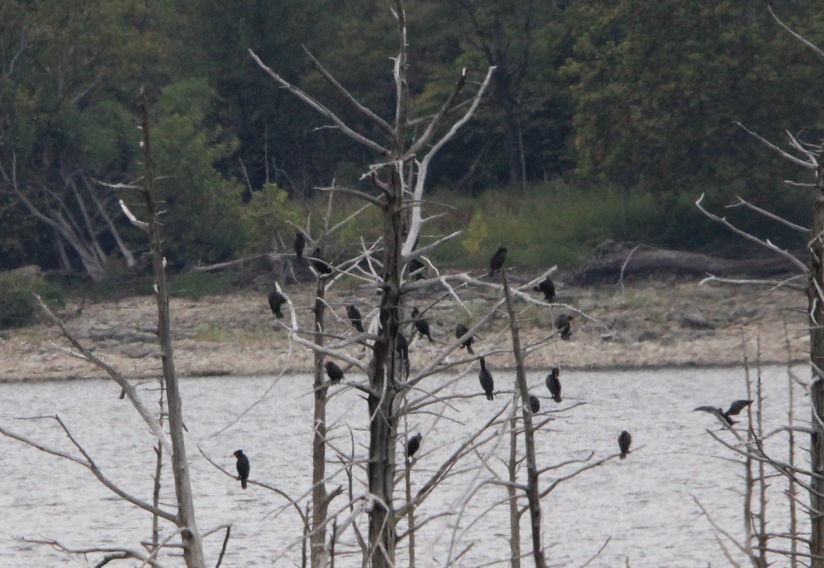 Cormoran à aigrettes - ML641725757