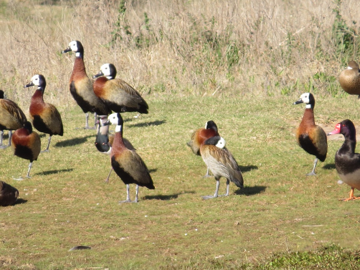 Dendrocygne veuf - ML641725759