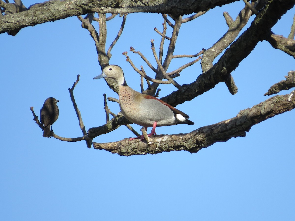 Ringed Teal - ML641725768