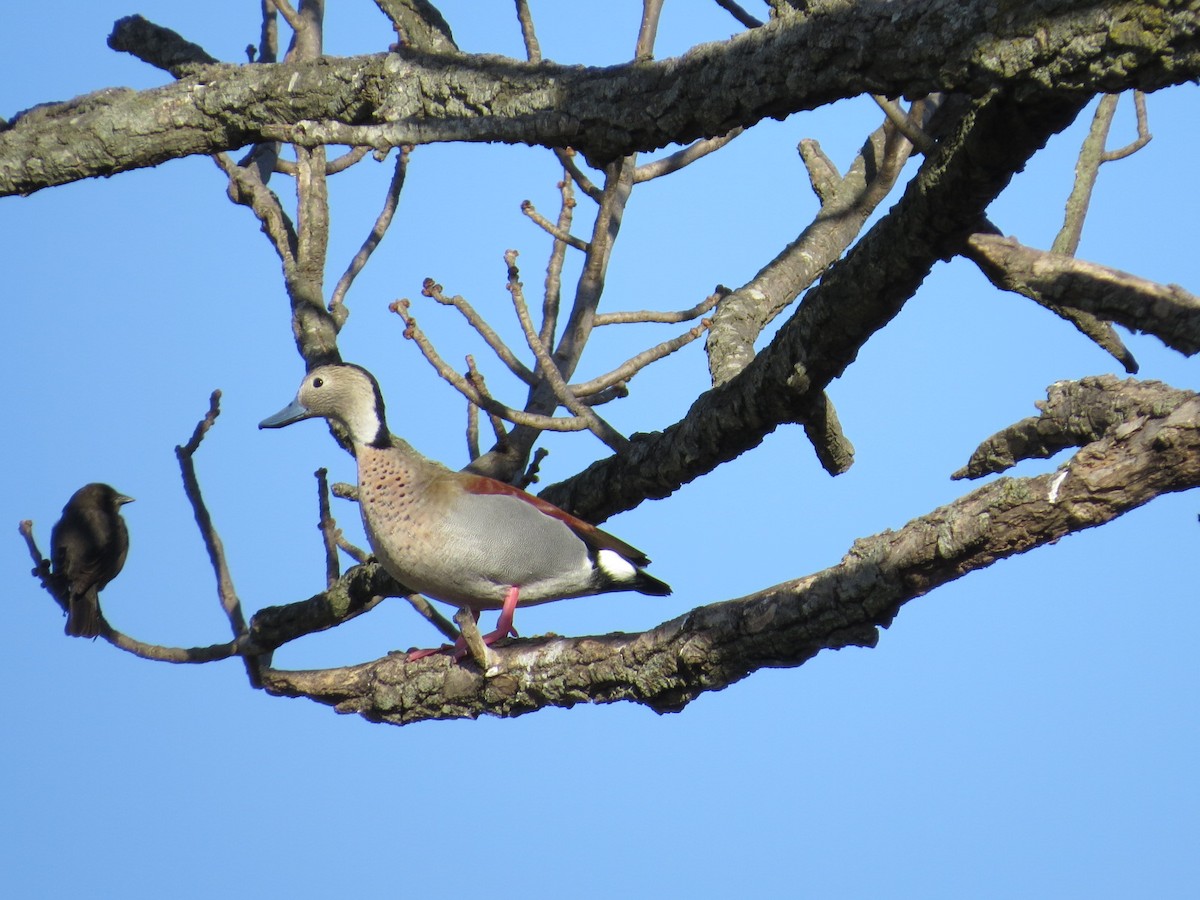 Ringed Teal - ML641725769