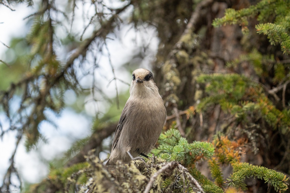 Canada Jay - ML641725790