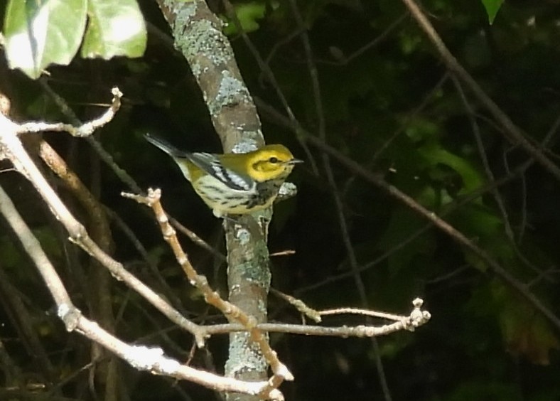 Black-throated Green Warbler - ML641725821