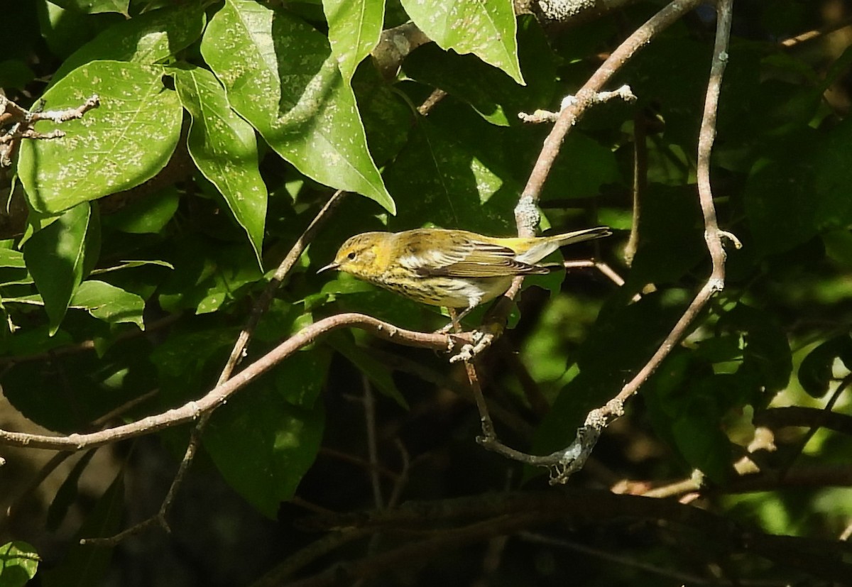 Cape May Warbler - ML641725845