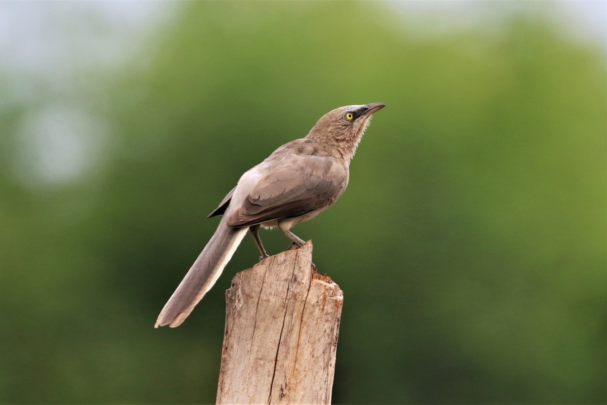 Large Gray Babbler - ML641725871