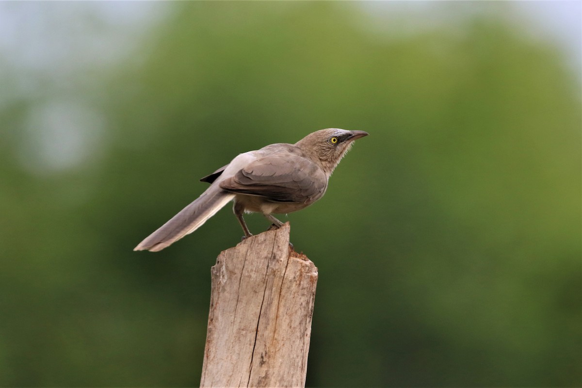 Large Gray Babbler - ML641725873