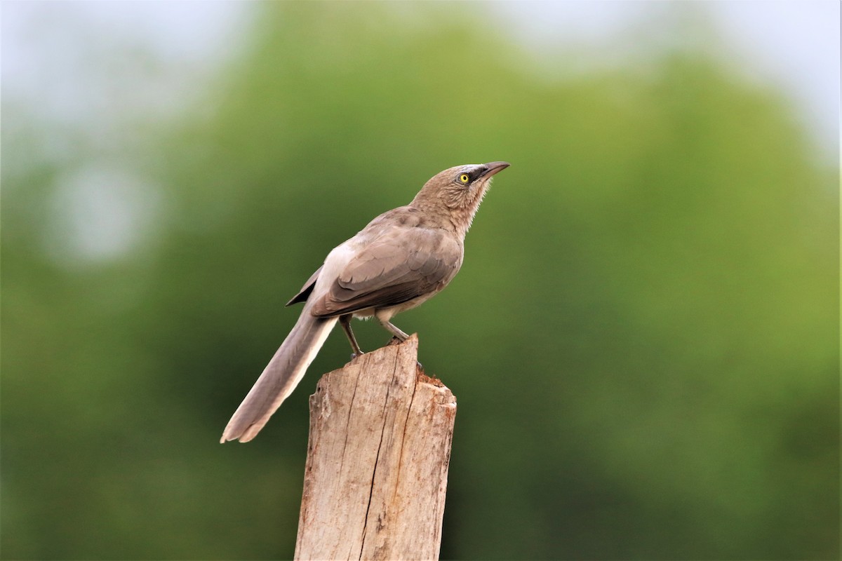 Large Gray Babbler - ML641725874