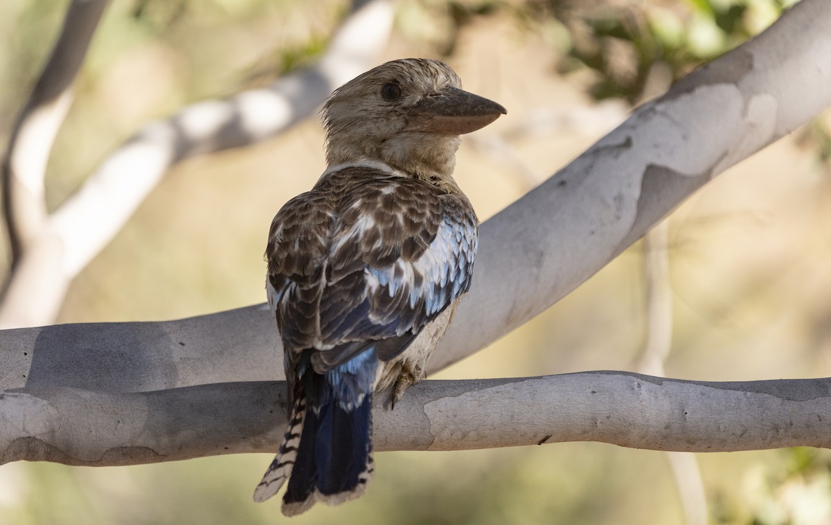 Blue-winged Kookaburra - ML641725896