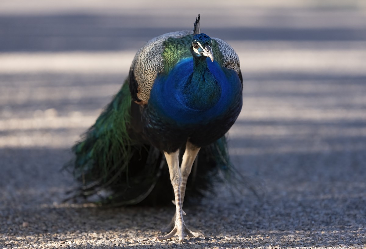 Indian Peafowl - ML641725925