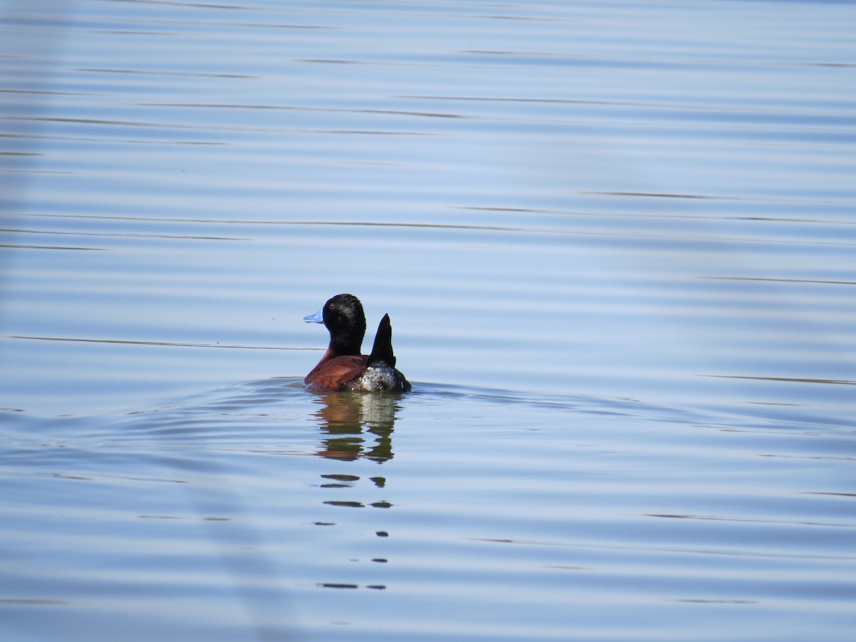 Lake Duck - ML641725927