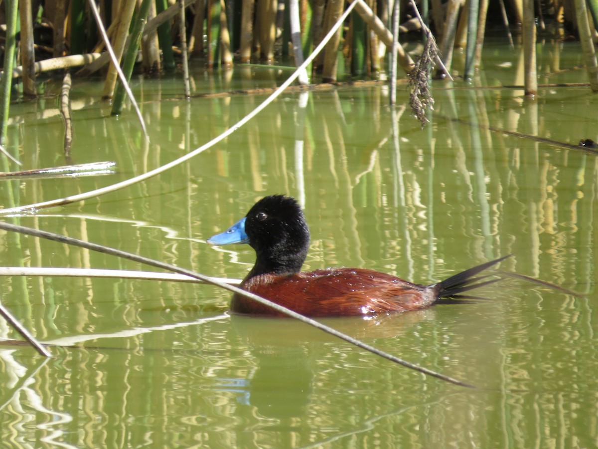 Lake Duck - ML641725928