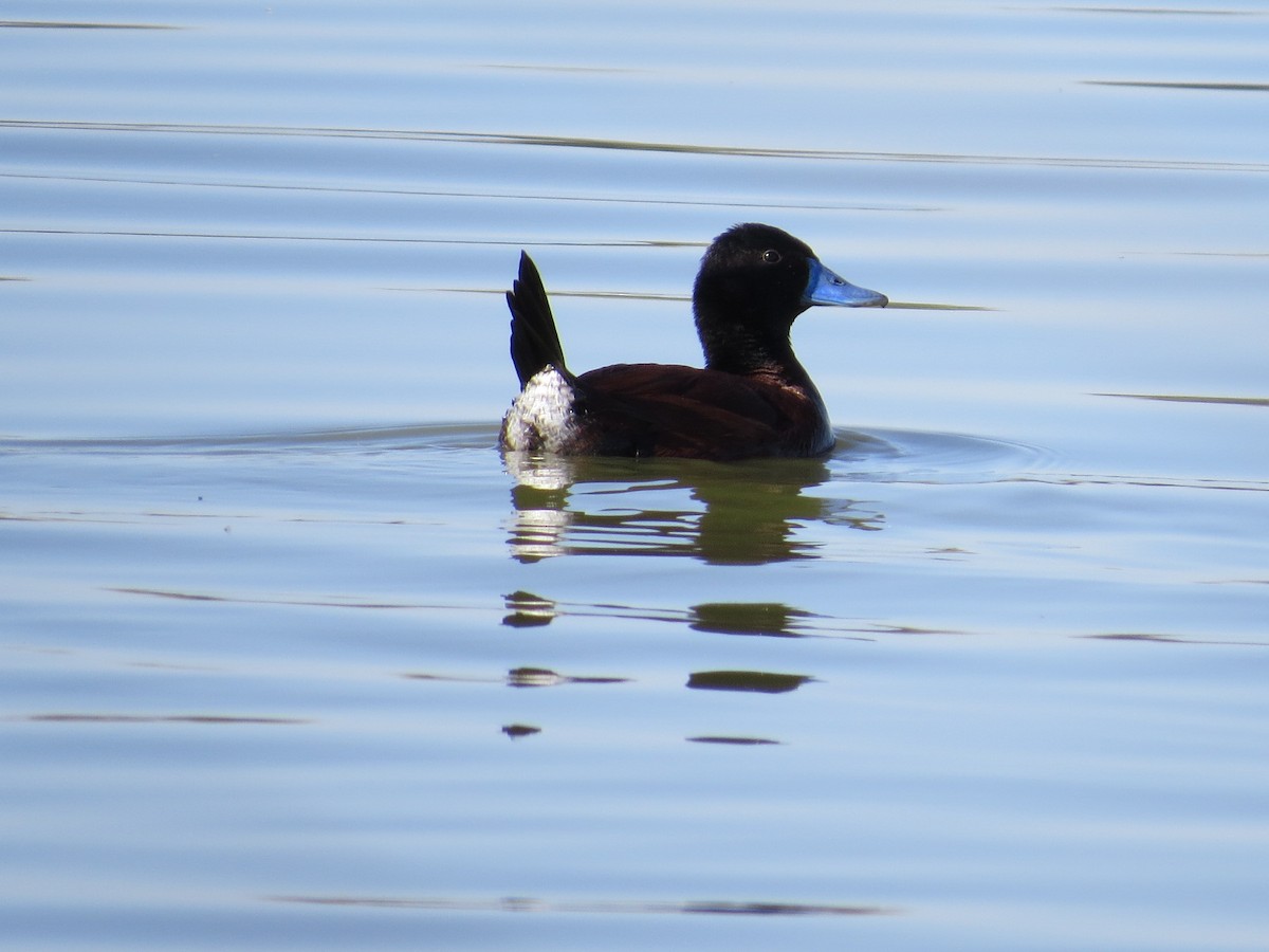 Lake Duck - ML641725929