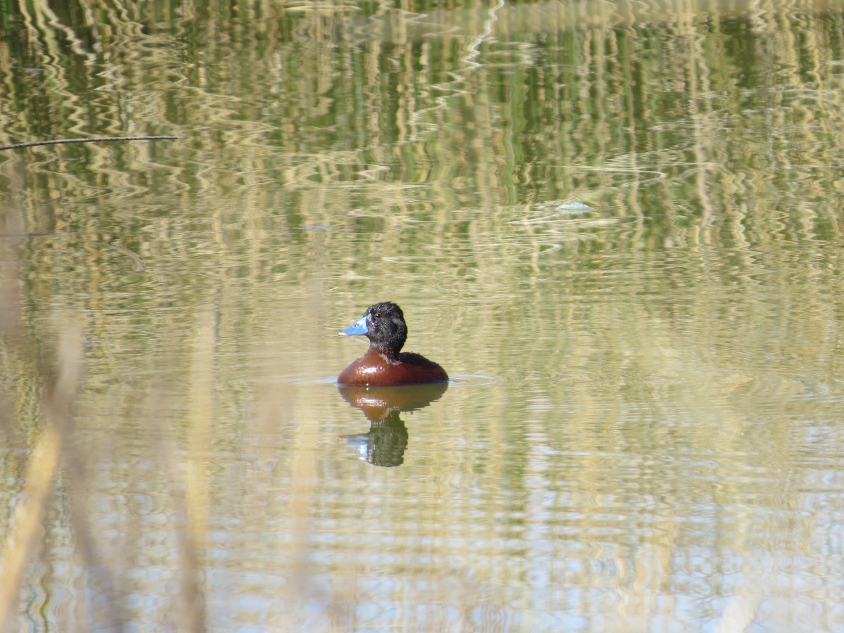 Lake Duck - ML641725930