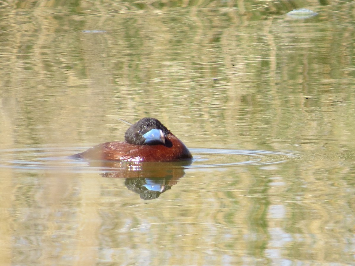 Lake Duck - ML641725931