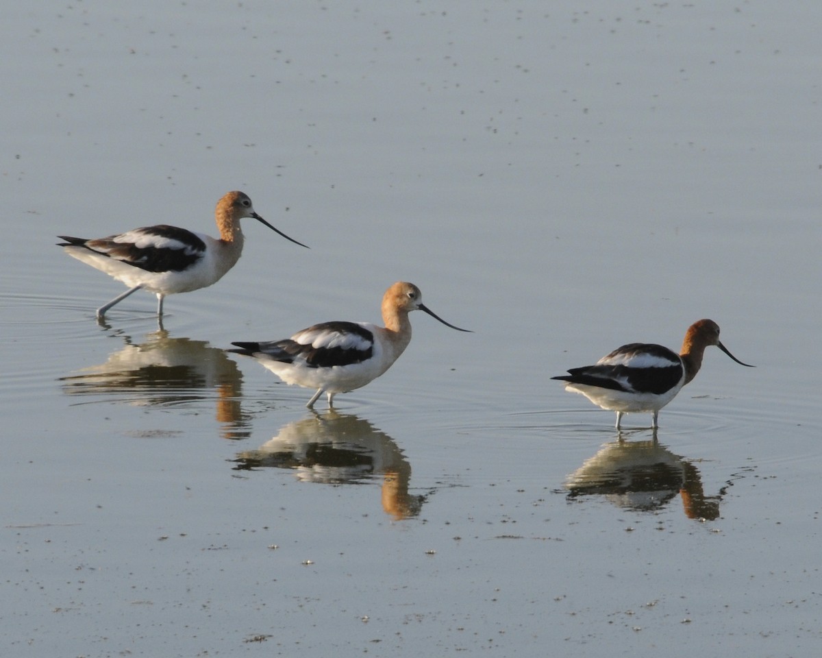 American Avocet - ML641725936