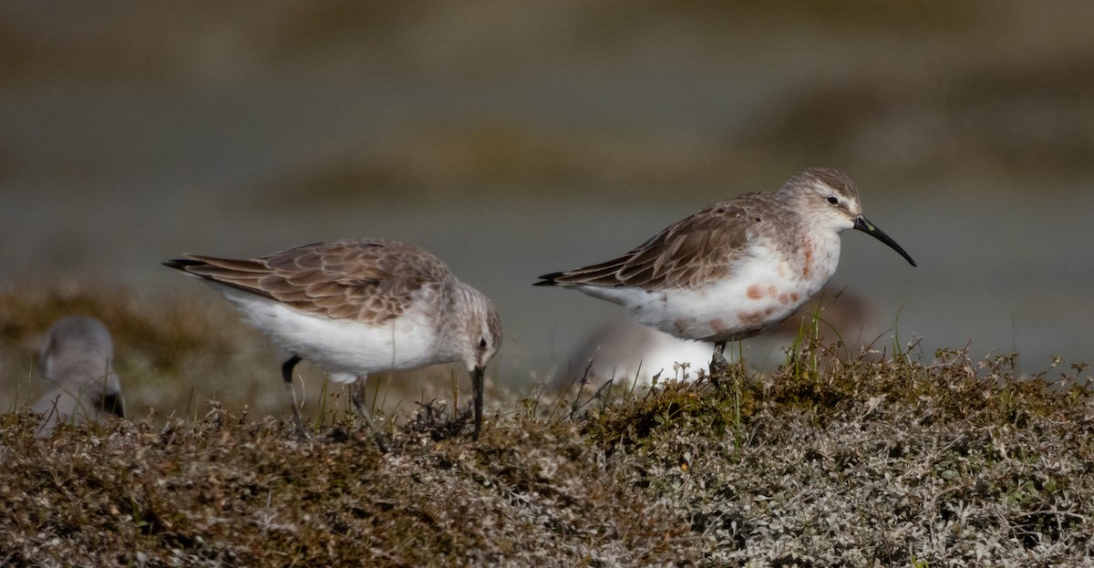 Curlew Sandpiper - ML641725972