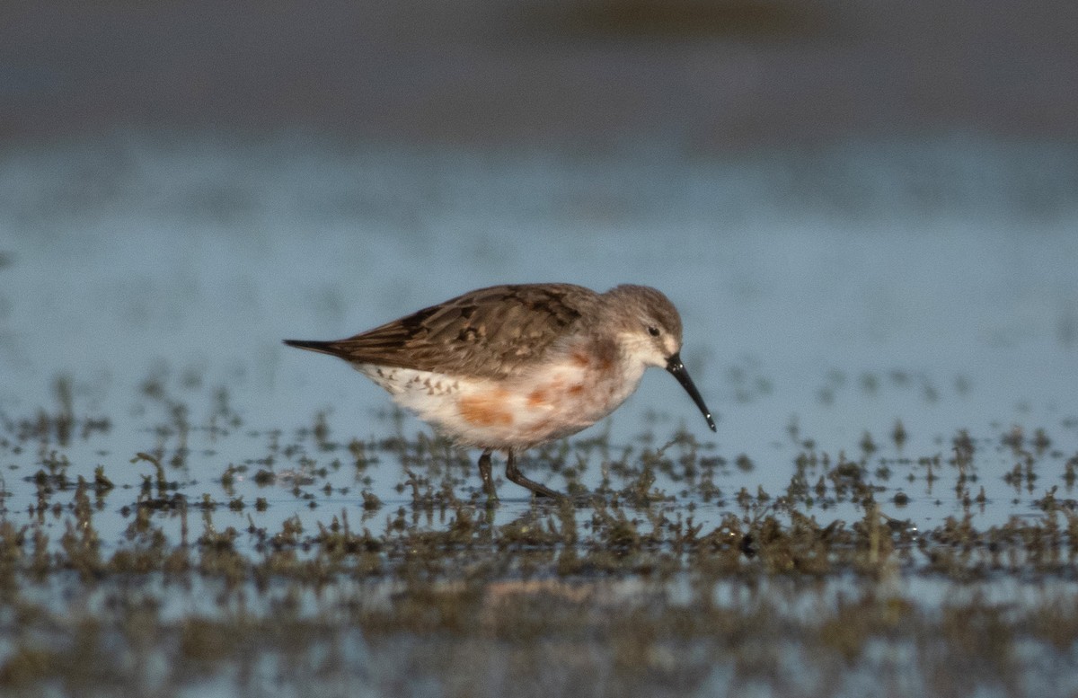 Curlew Sandpiper - ML641725973
