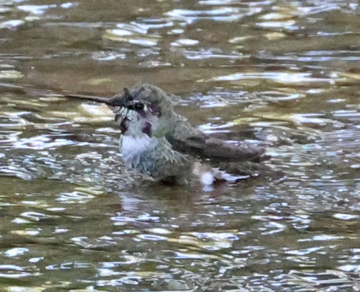 Colibrí de Anna - ML641726064