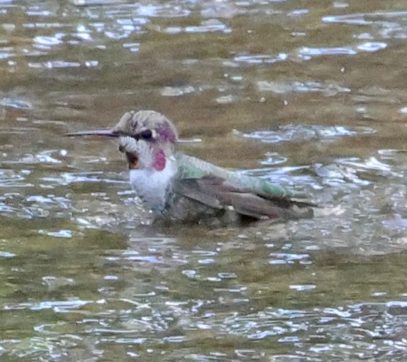 Colibrí de Anna - ML641726065