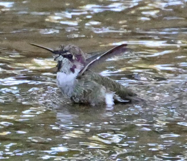 Colibrí de Anna - ML641726066