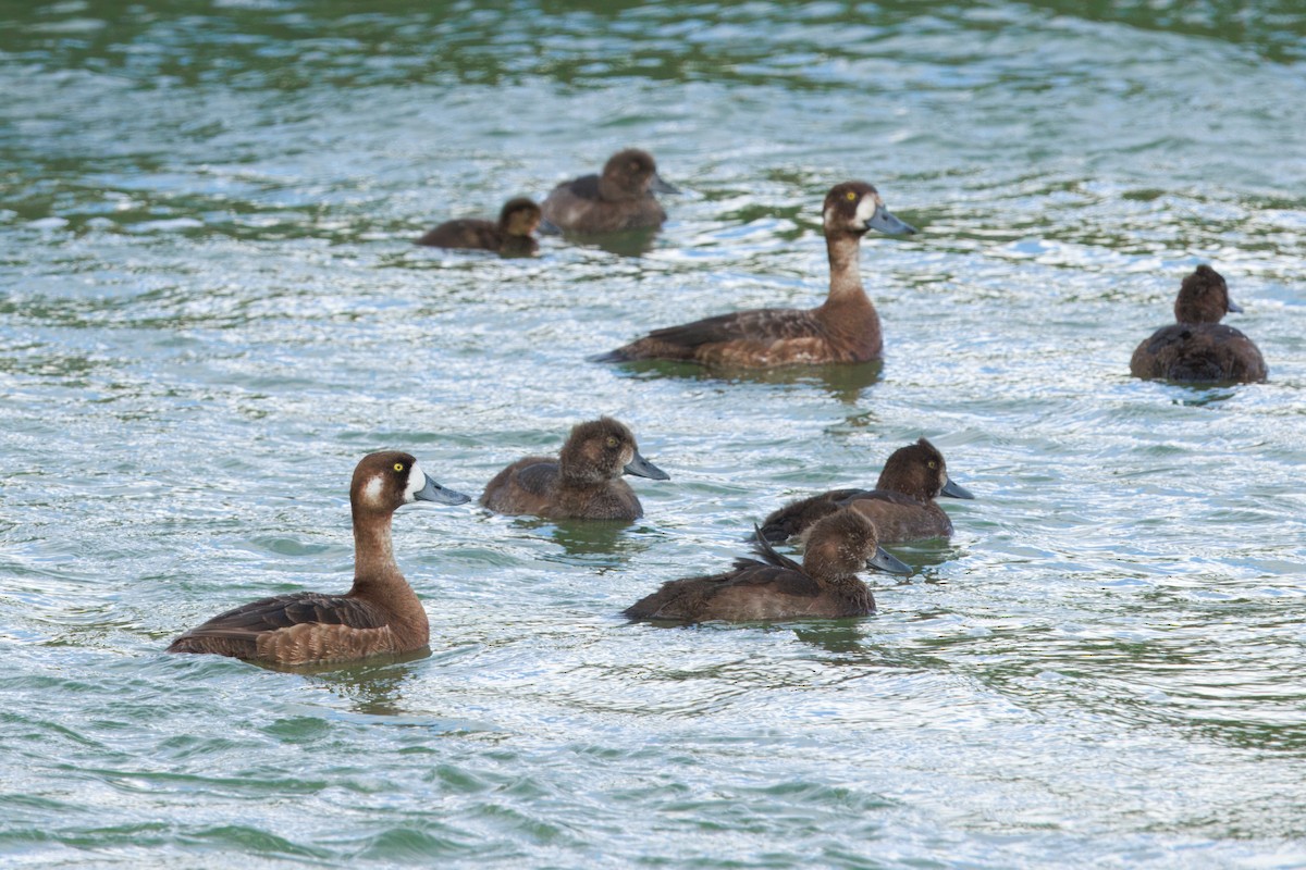 Greater Scaup - ML641726145