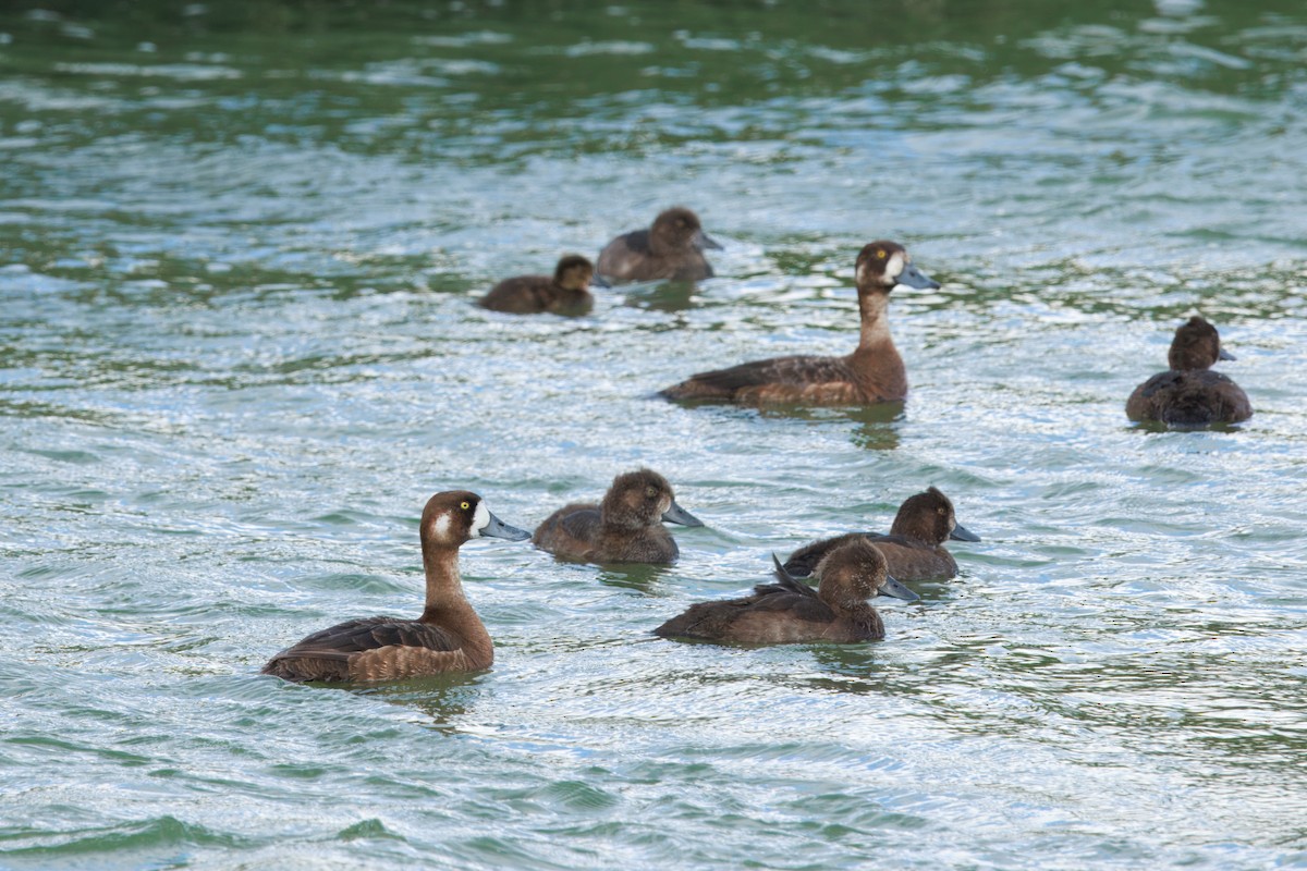 Greater Scaup - ML641726146