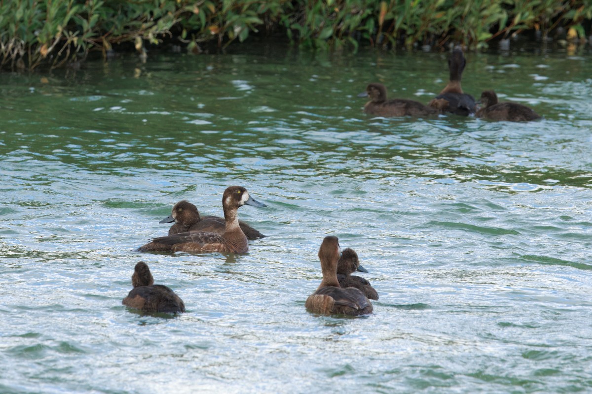 Greater Scaup - ML641726147