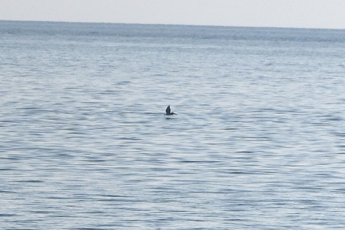 Brown Pelican - ML641726198
