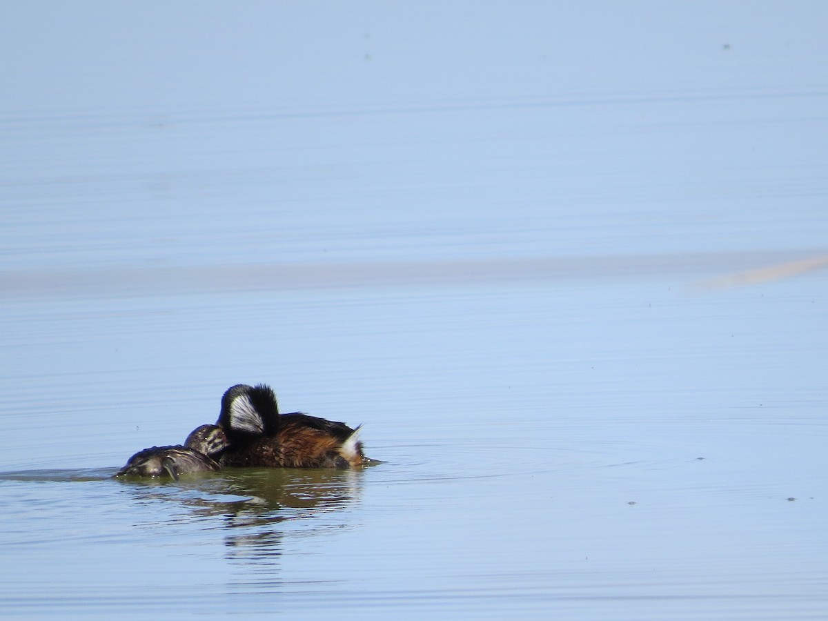 White-tufted Grebe - ML641726202