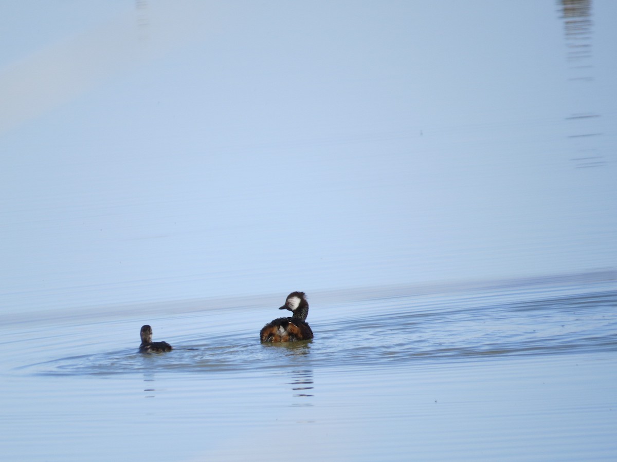 White-tufted Grebe - ML641726203