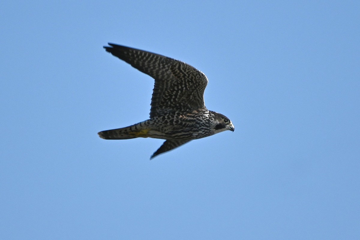 Halcón Peregrino - ML641726220