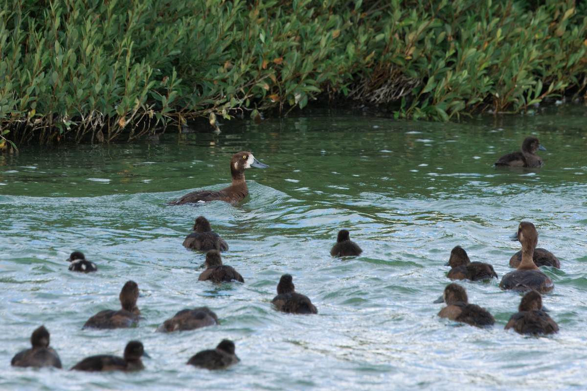 Greater Scaup - ML641726235