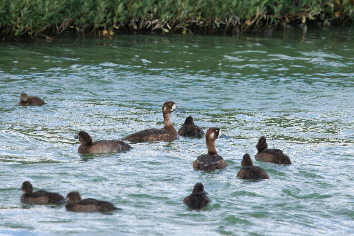 Greater Scaup - ML641726237
