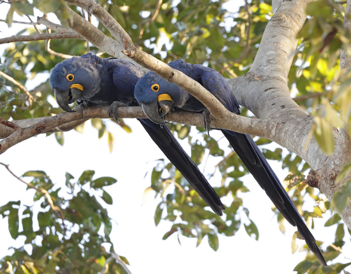 Hyacinth Macaw - ML641726262