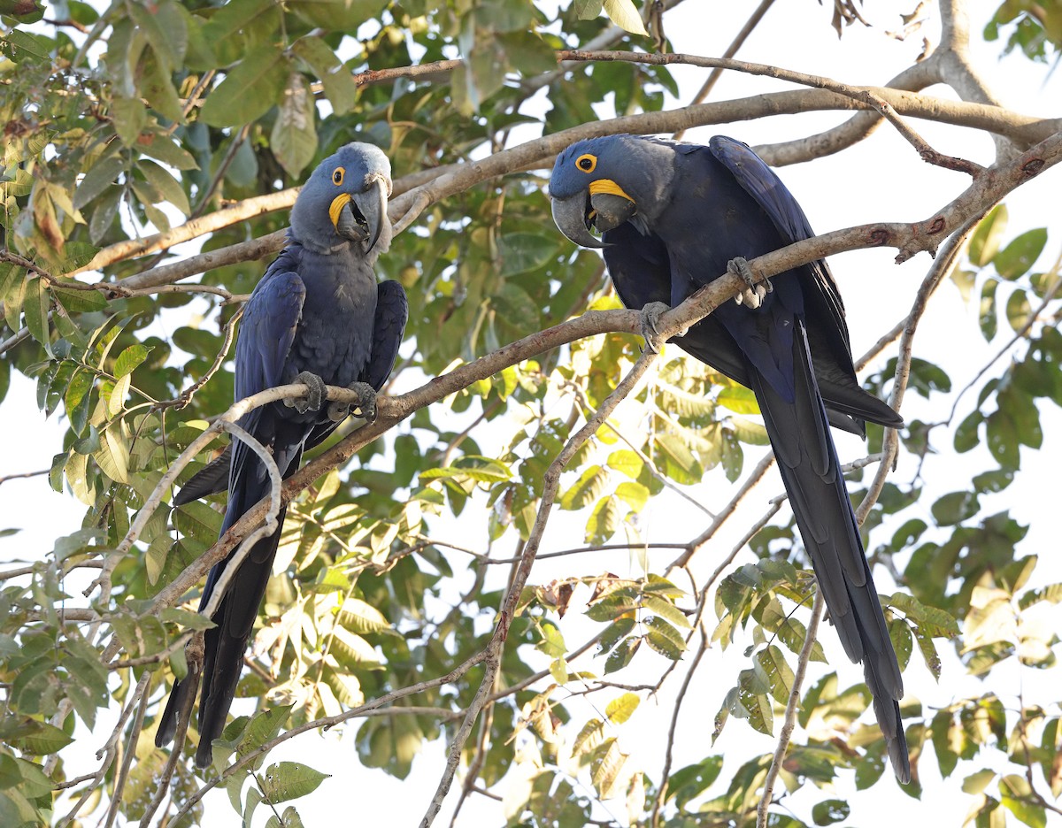 Hyacinth Macaw - ML641726263