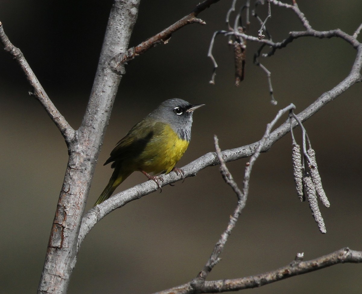 MacGillivray's Warbler - ML641726345